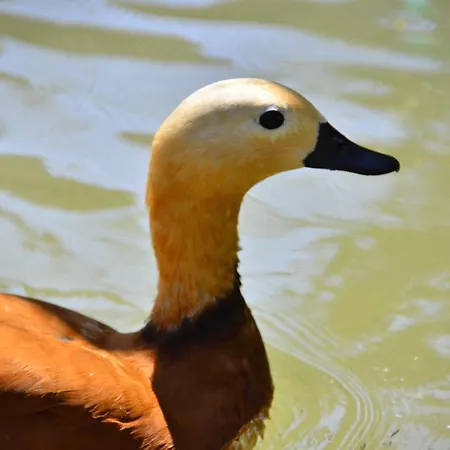 Peninsula Pine Club Boutique & 库萨达斯