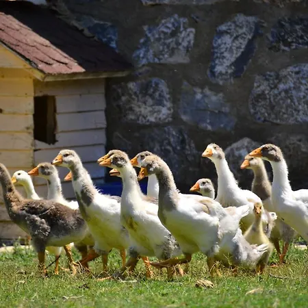 公寓式酒店 Peninsula Pine Club Boutique &